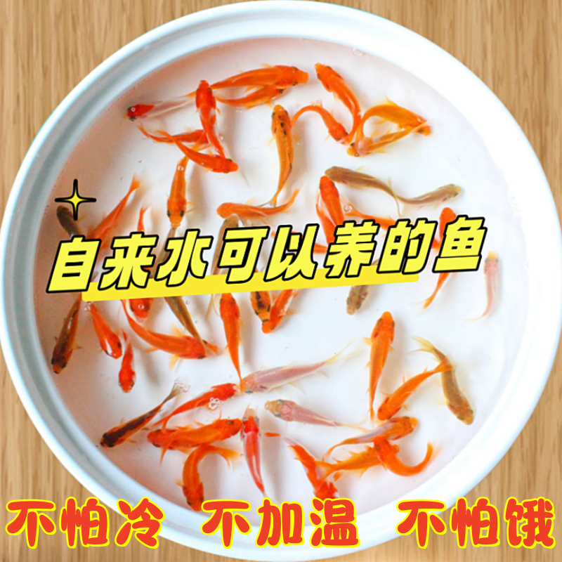 草金鱼活鱼锦鲤鱼苗观赏鱼淡水鱼冷水鱼小型耐活活体小金鱼红草金