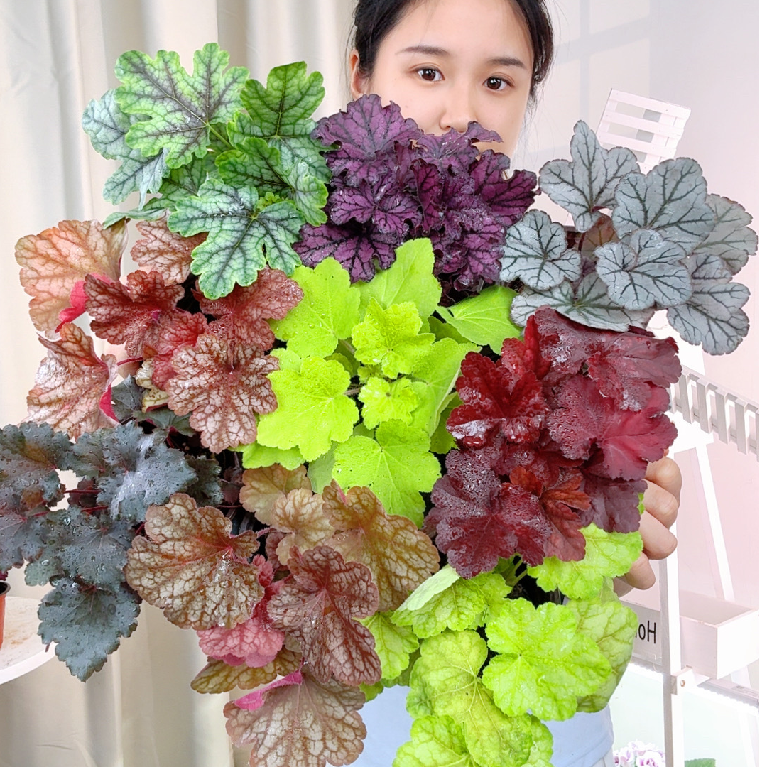 【晴天专属】多色矾根大自然的调色盘花园必备耐寒耐热耐阴耐阳