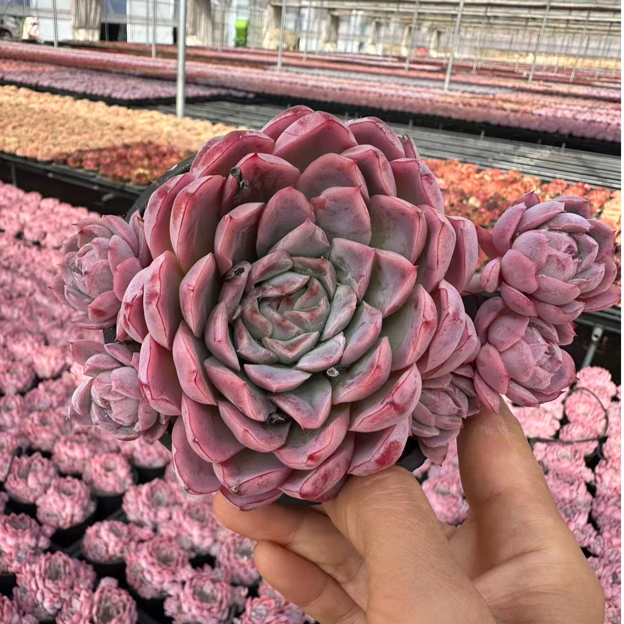 10#粉红豹多肉植物 前男友精品多肉 SM0595