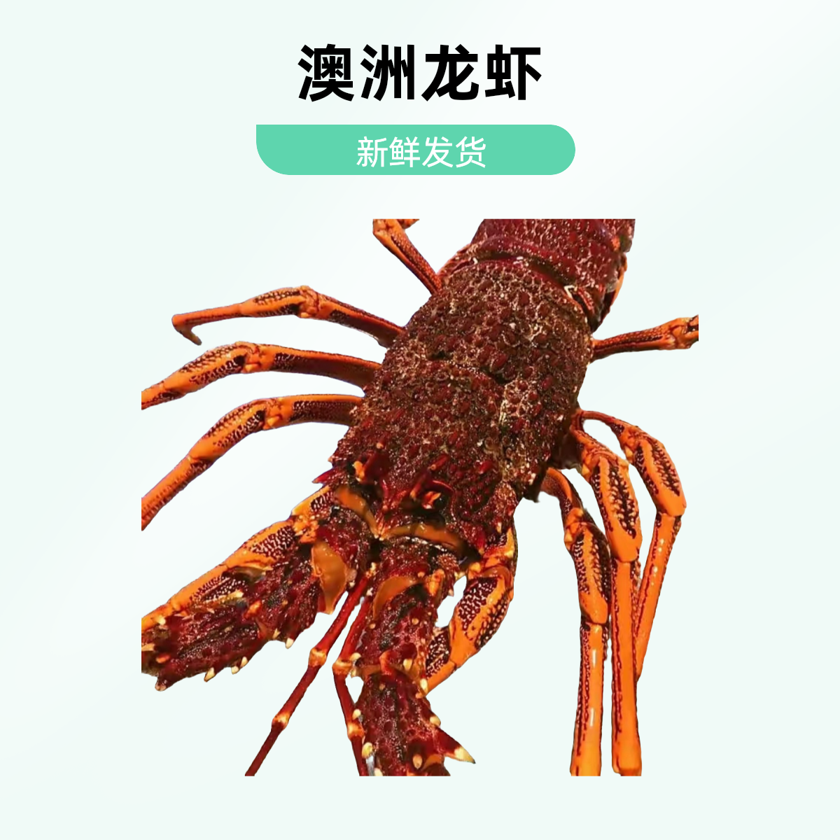 澳洲龙虾/全南昌发货