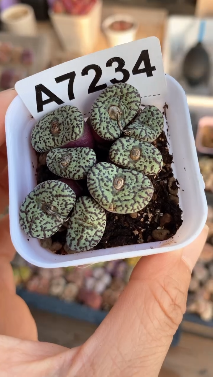 【闪购商品】7234直播间一物一拍