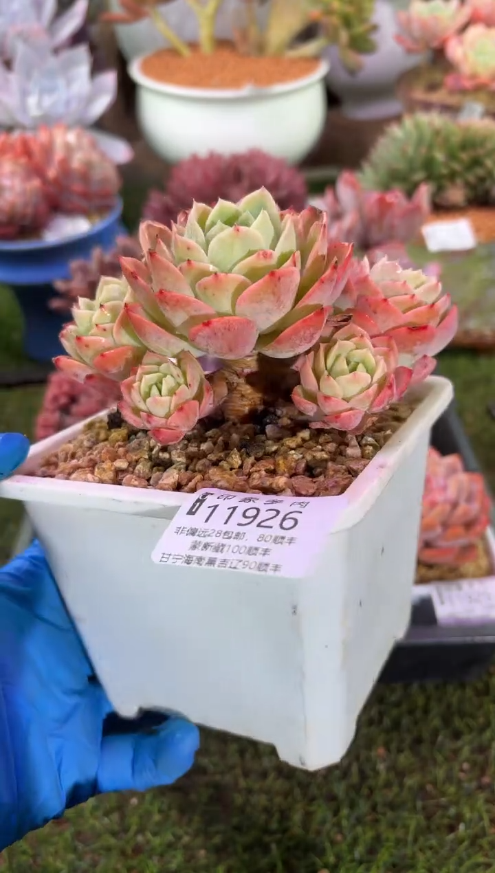 【闪购商品】11926