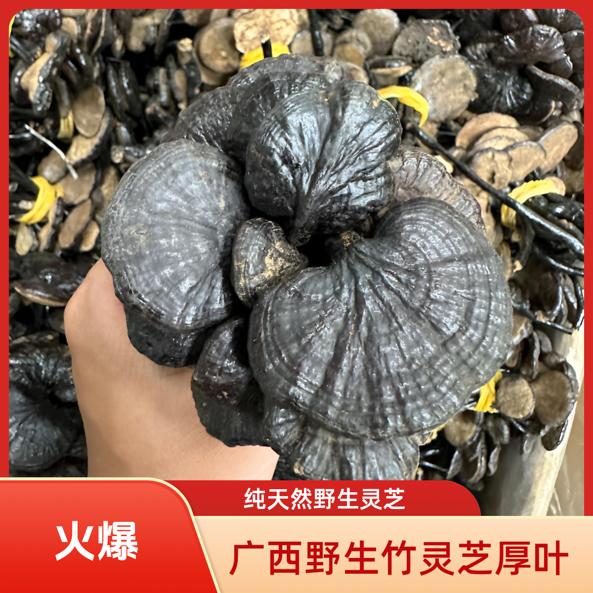 正宗广西野生竹灵芝厚叶薄叶纯天然生长深山野林泡茶泡酒煲汤汤料