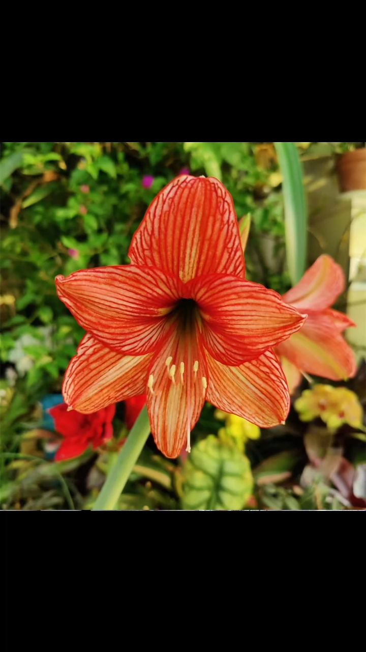 朱顶红橙白肋4厘米