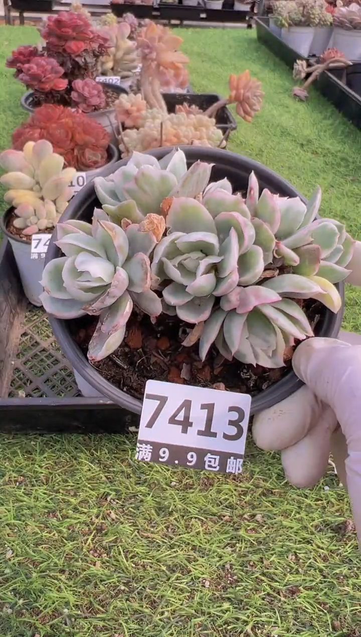 【闪购商品】信福多肉一物一拍