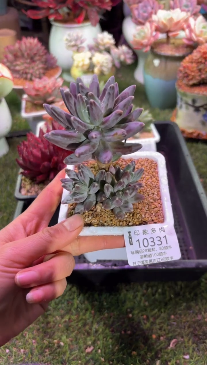 【闪购商品】10331