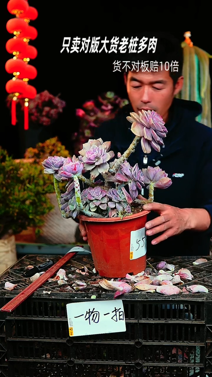 【闪购商品】55号紫乐