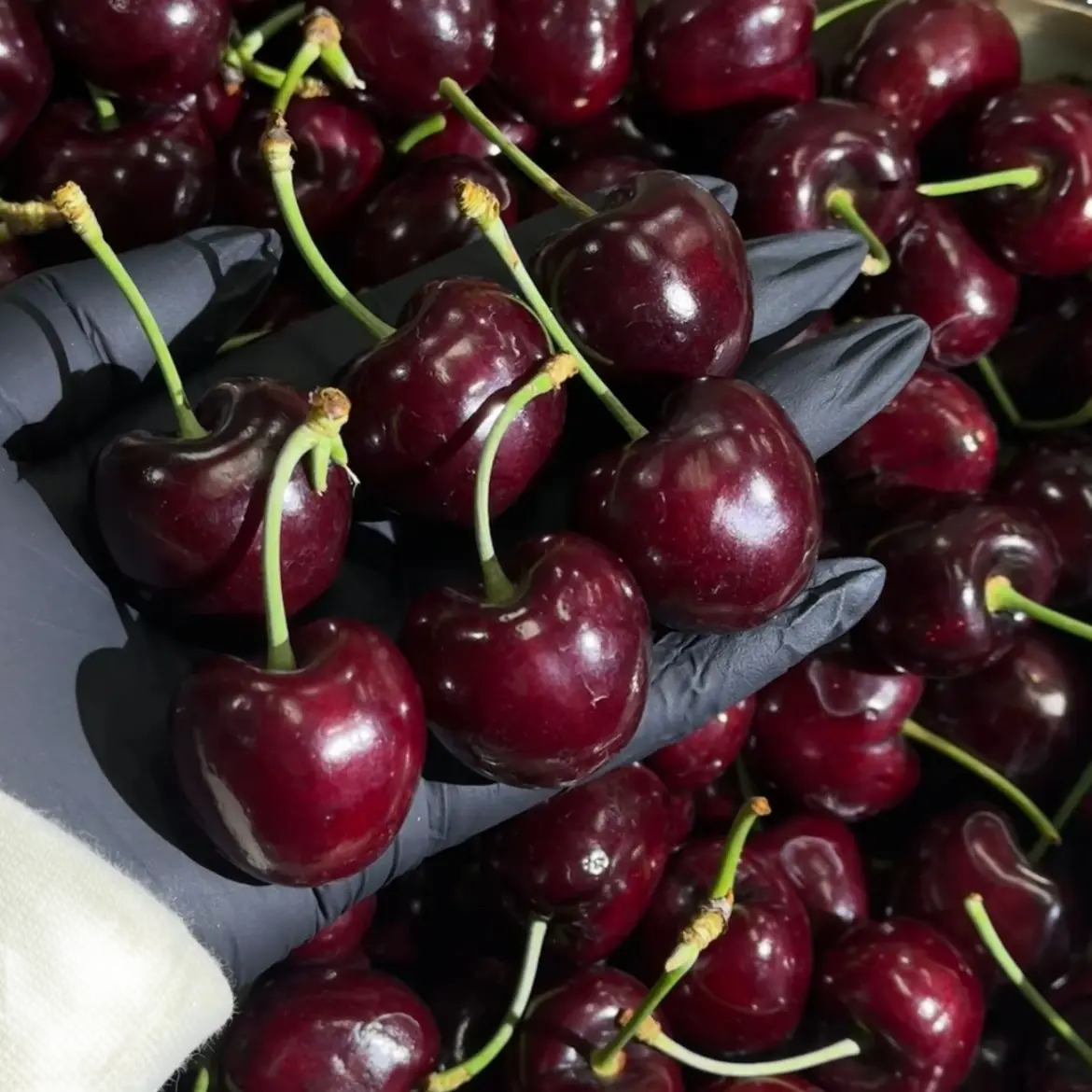 【2JD】智利海运 车厘子原箱 净重5斤 内附果径卡智利