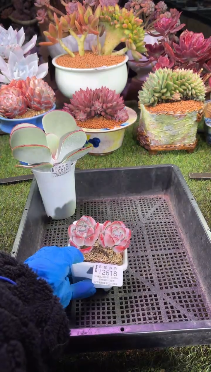 【闪购商品】12618