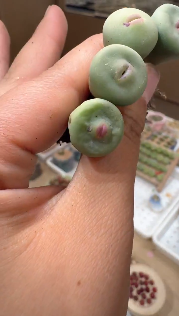 50多肉植物肉锥DOWS一颗