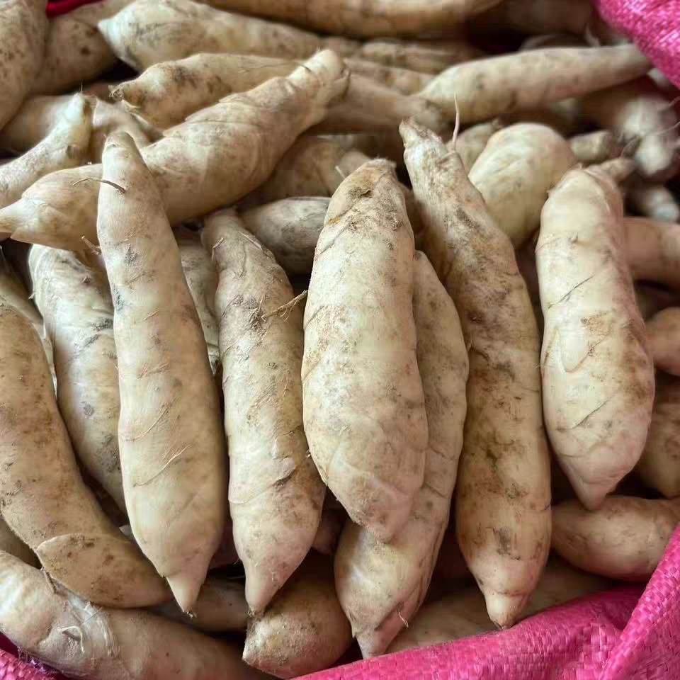 广东高州竹薯新鲜现挖冬薯竹芋煲汤煎炸一件包邮