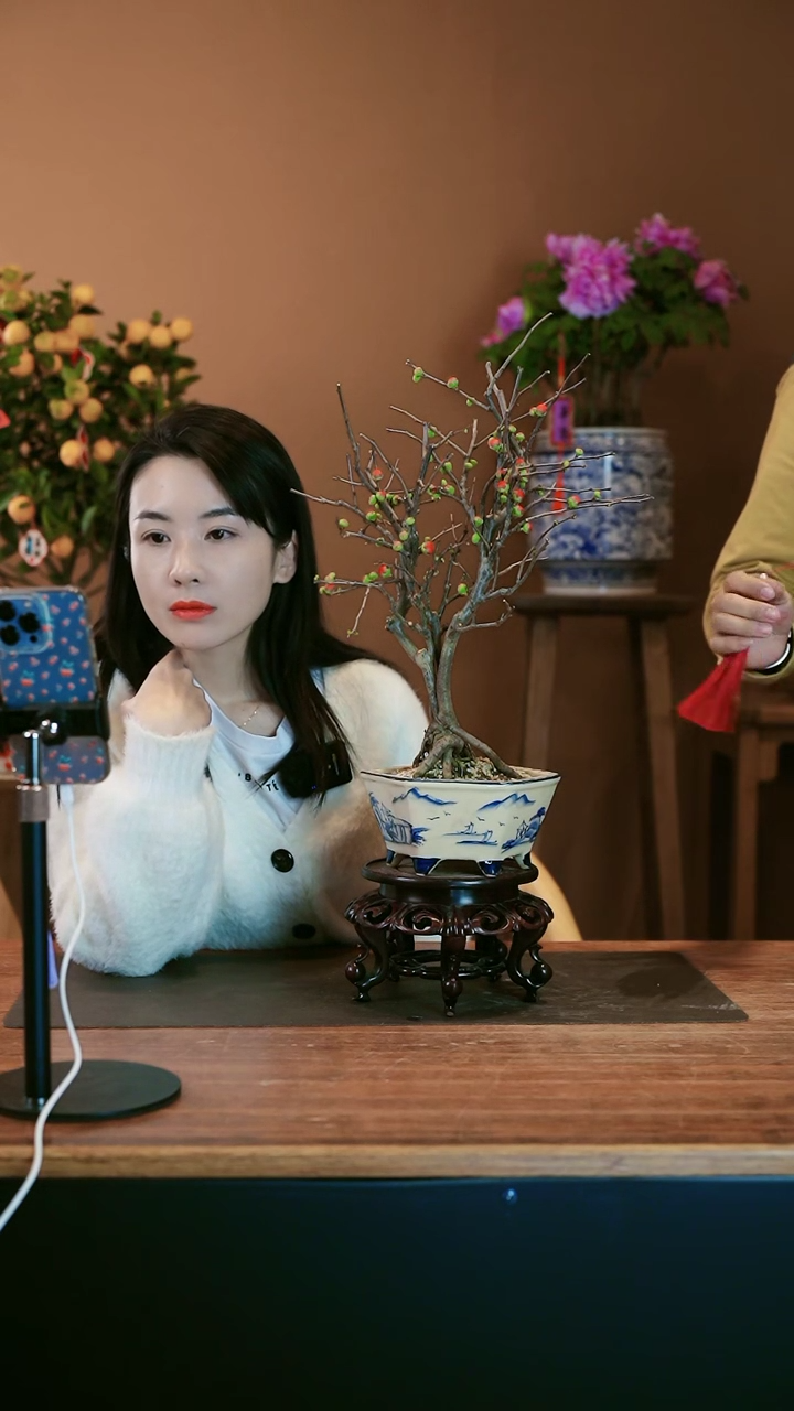 【闪购商品】盆景海棠花