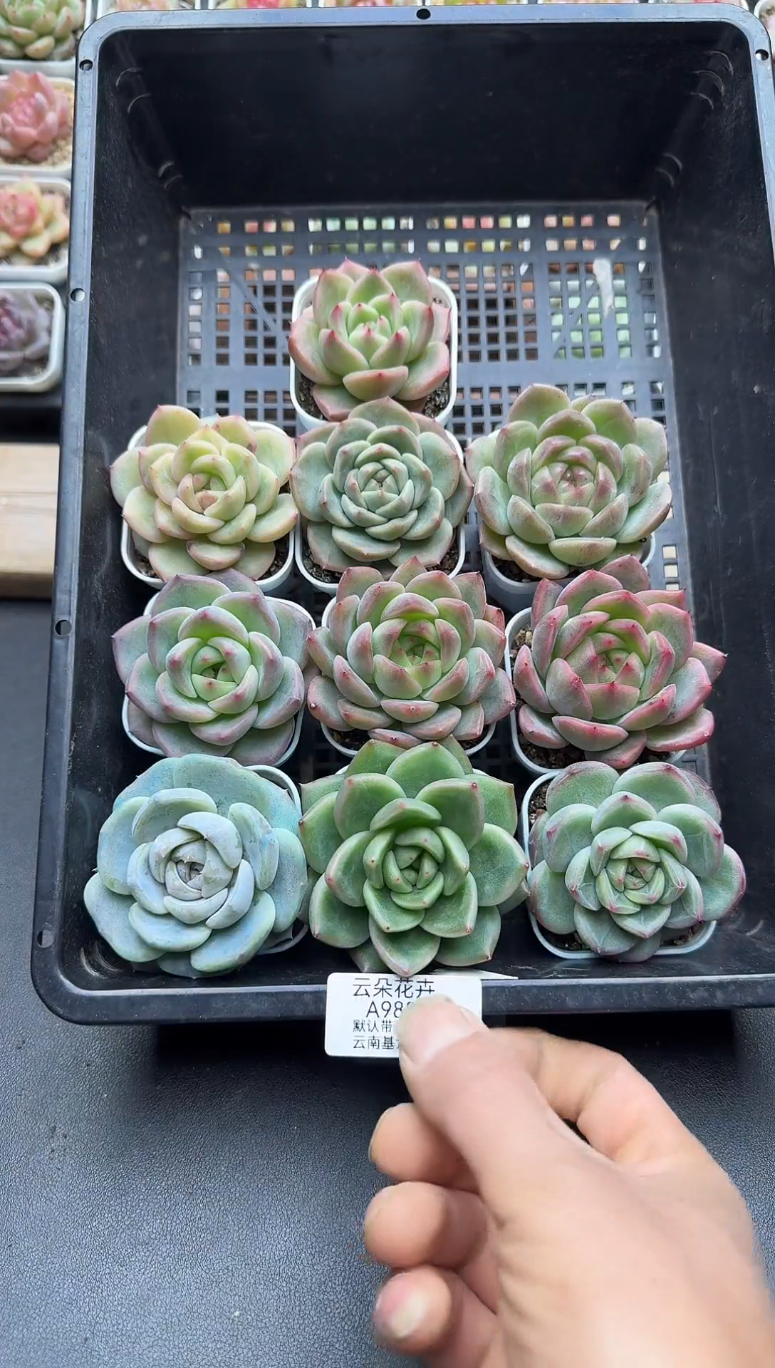 珍妮杂交多肉A988