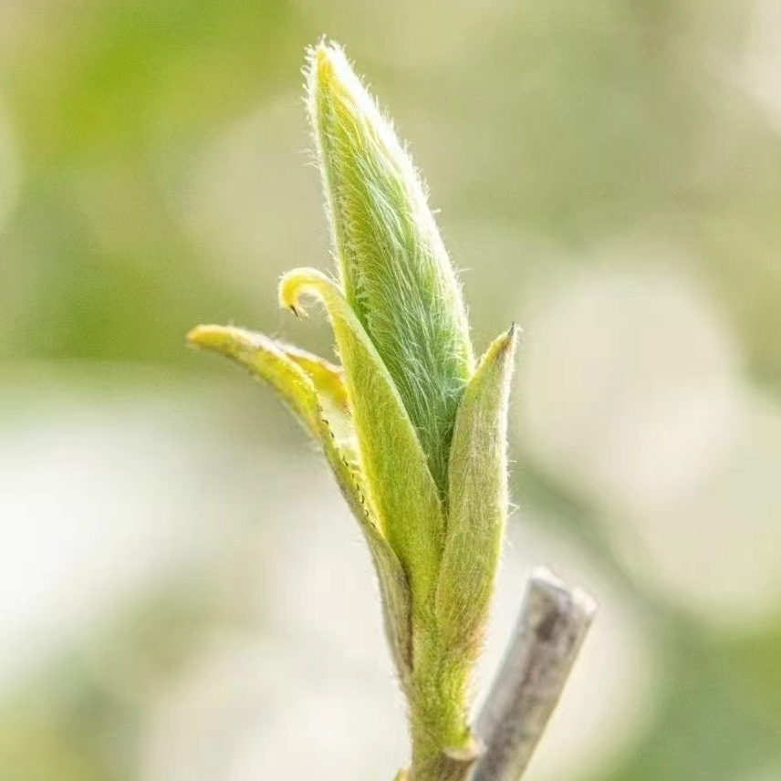 内甲坪村2025年碳焙特级白毫银针首日芽太姥山产区50克日饮装