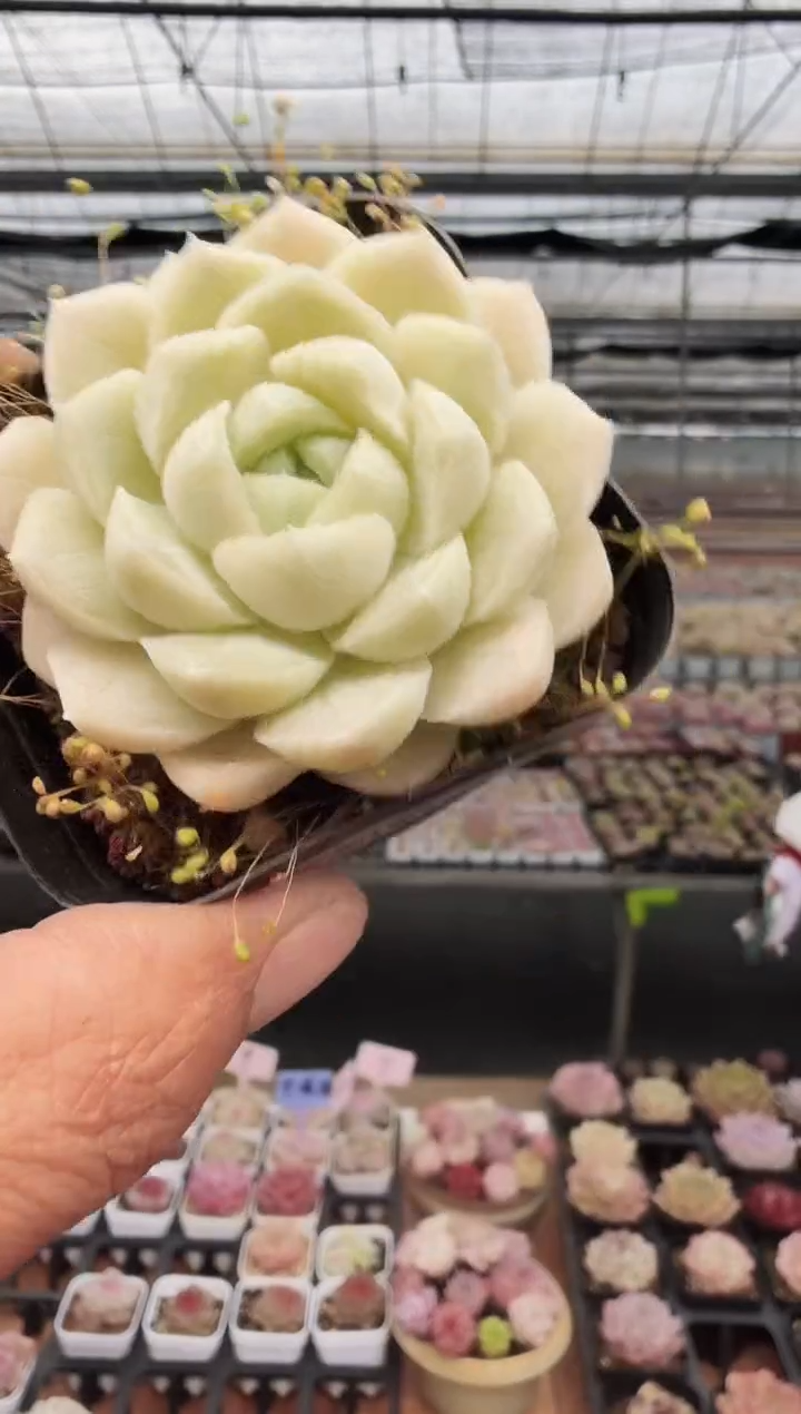 东云多肉园新款-269