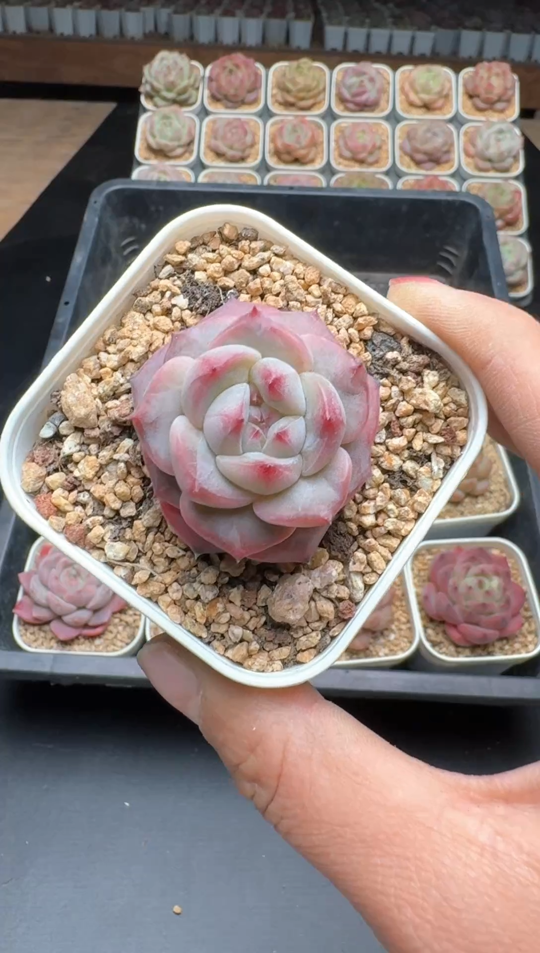 【闪购商品】778E号一物一拍多肉花卉植物3颗起发