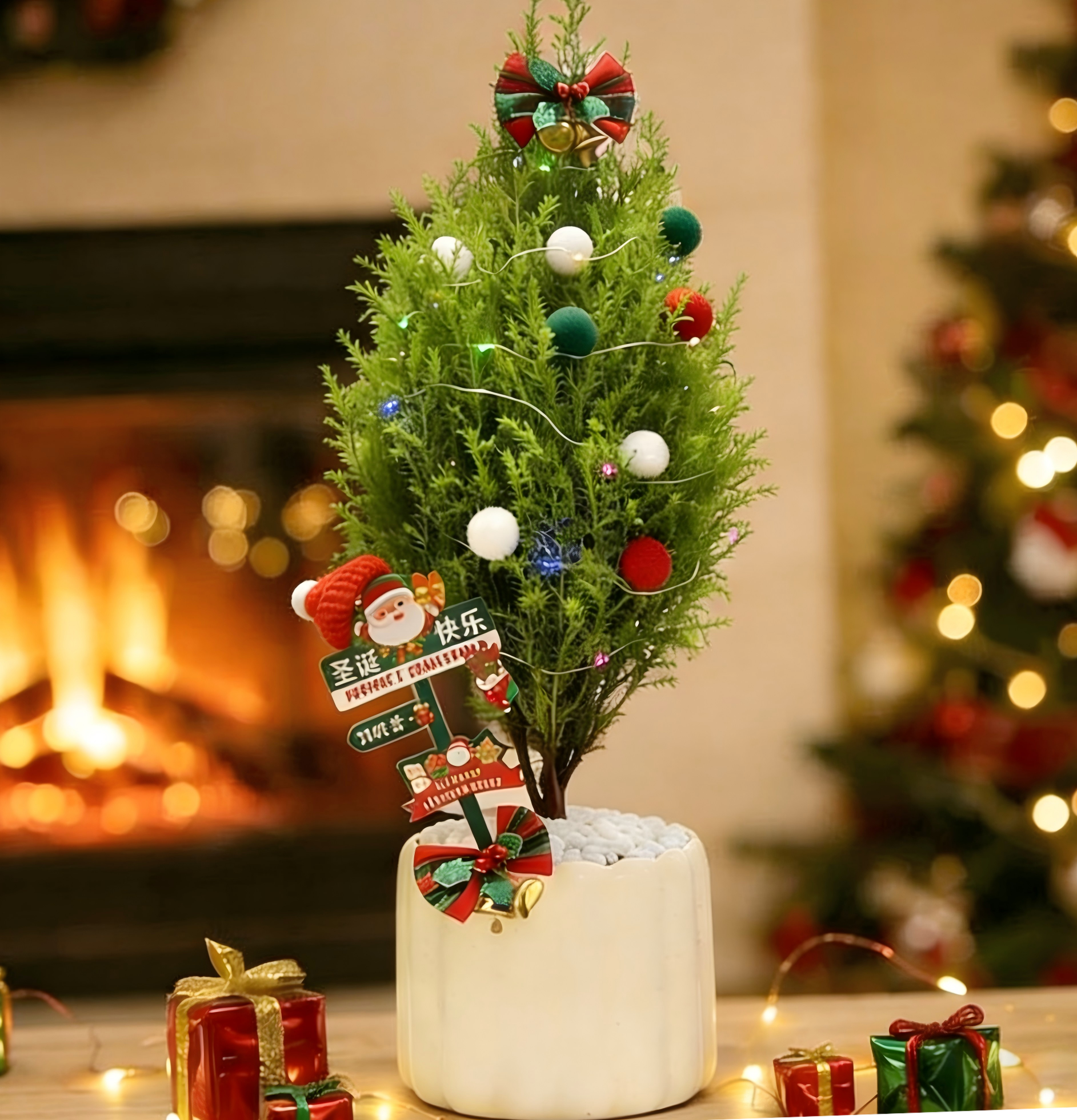 防辐射【圣诞树】香薰天然香松四季常绿耐寒净化空气圣诞礼物