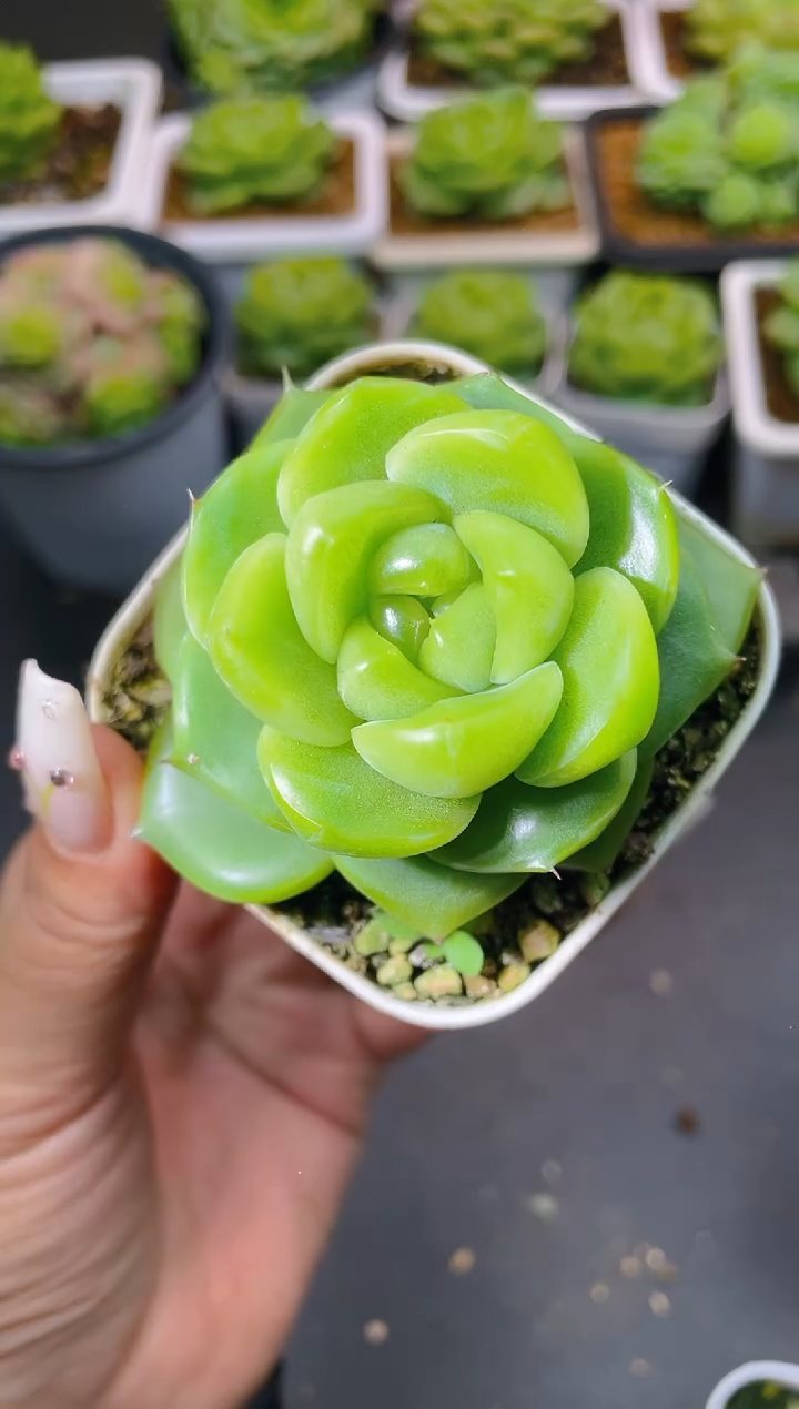 021翡翠珍妮量拍发一颗