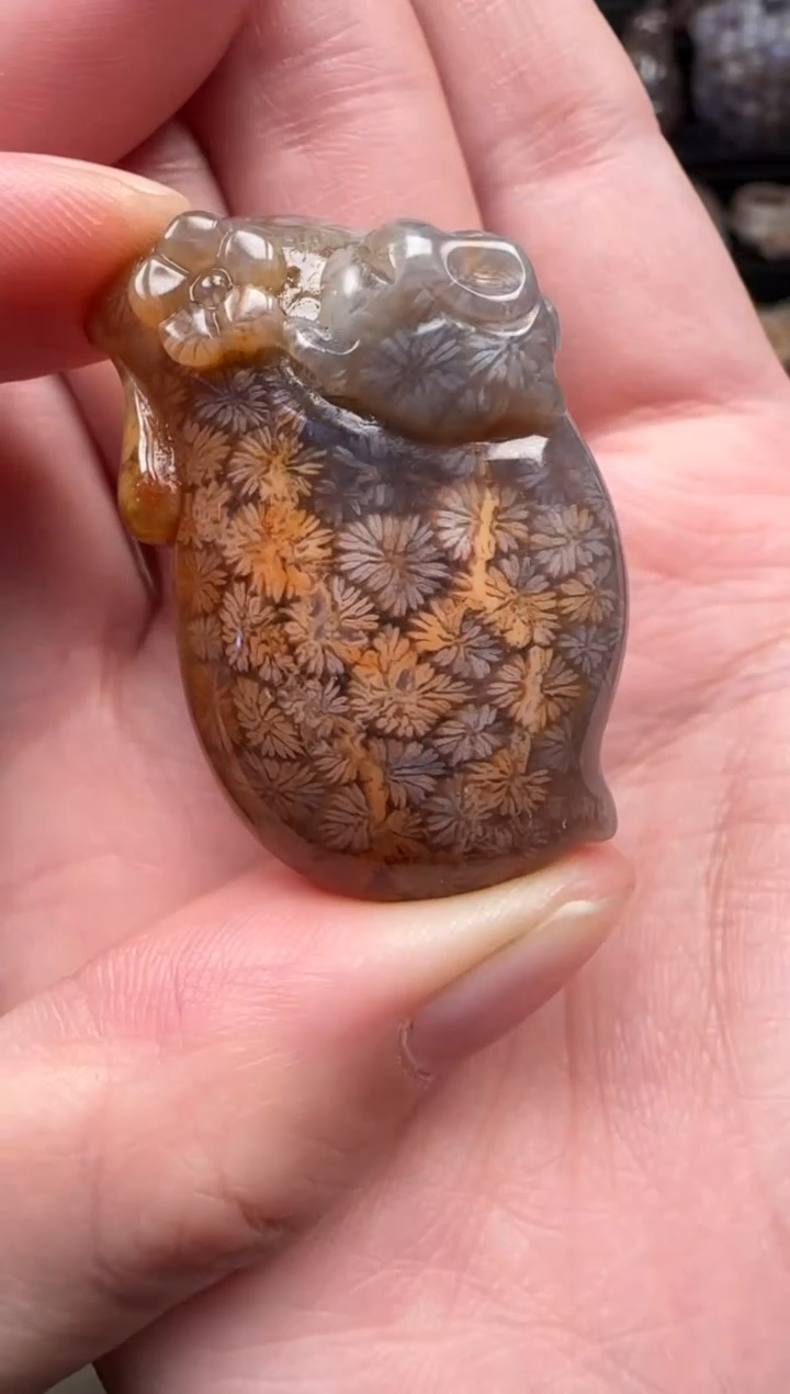 颈饰未镶嵌硅化珊瑚（珊瑚玉）676