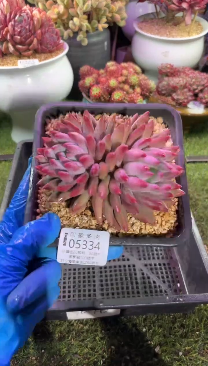 【闪购商品】05334