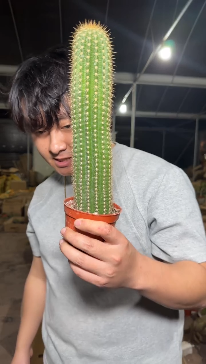 大号 时光毛花柱【带根】