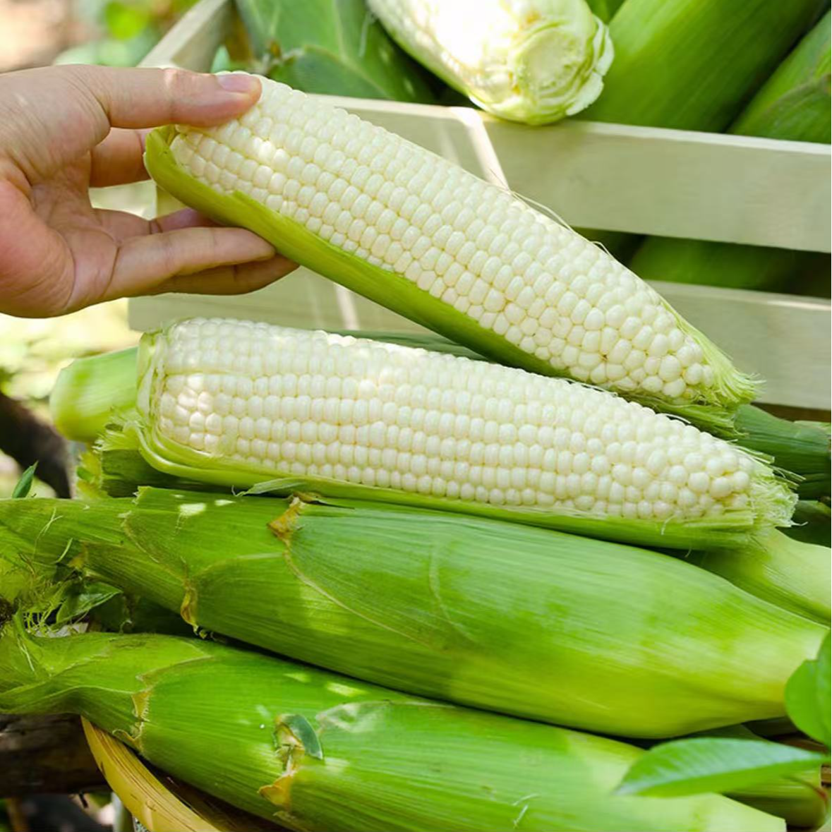 【满仓农场】当季白糯牛奶粘玉米5/8斤（±5两） 软糯香甜  顺丰包邮新鲜白糯玉米河北省