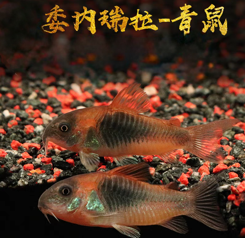 委青鼠 清理工具观赏鱼