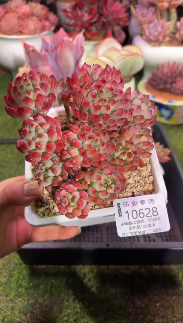 【闪购商品】10628