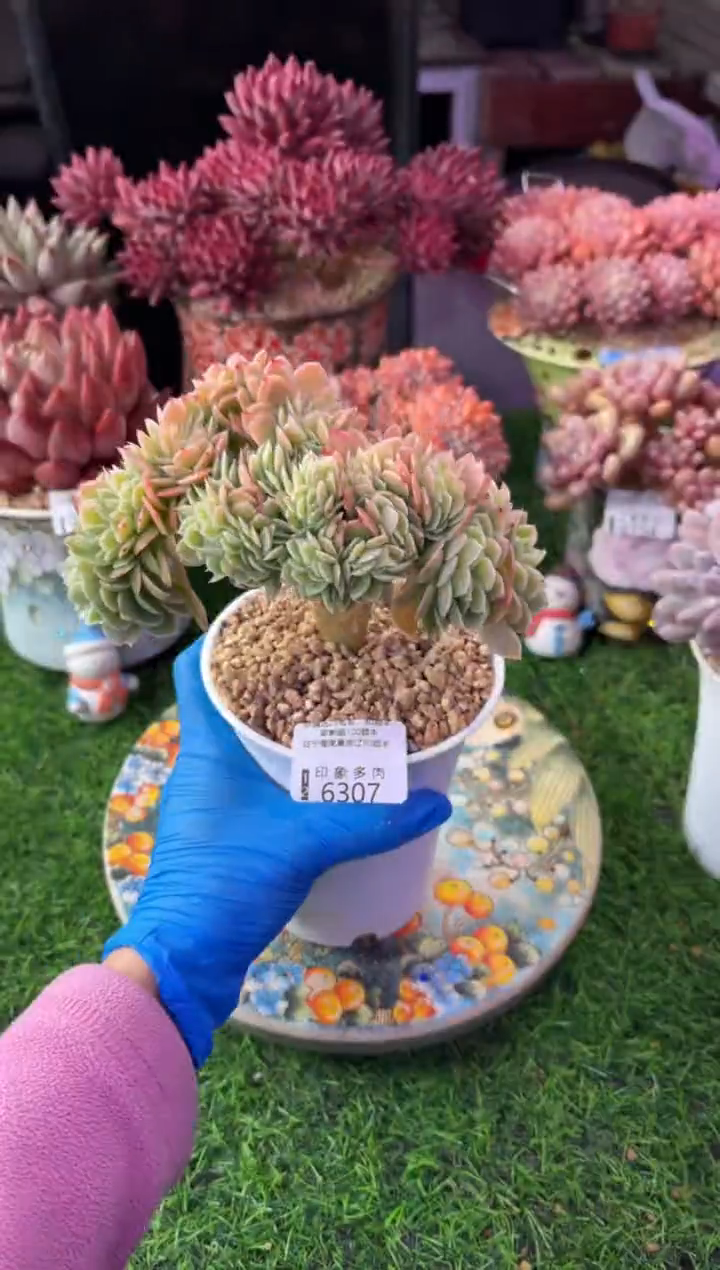 昆明印象多肉6307