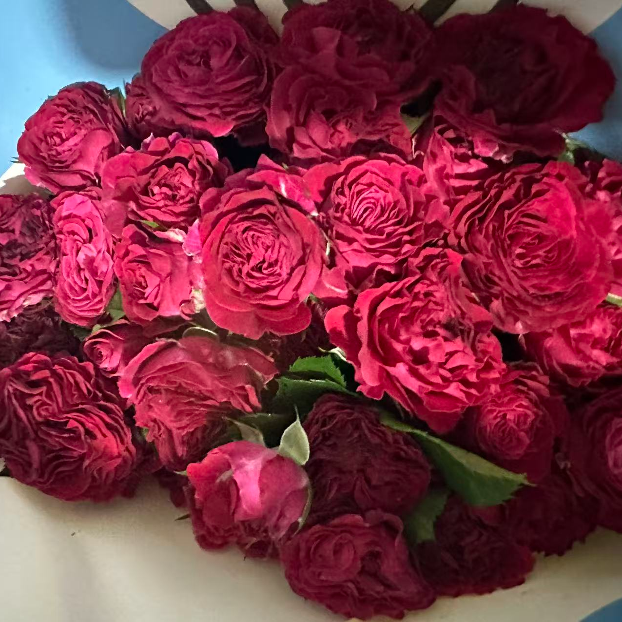 【炽天使】宏博稀有多头玫瑰 玖枝花优选云南基地直发鲜切花鲜花