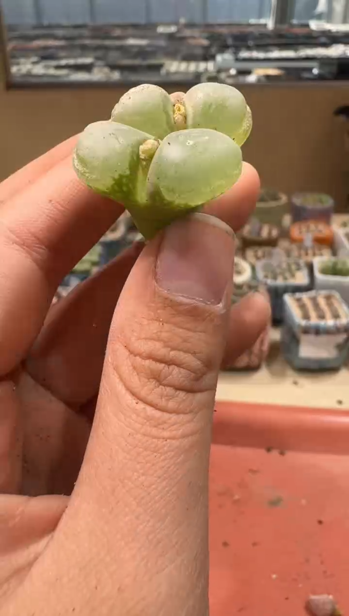 10-139多肉植物肉锥