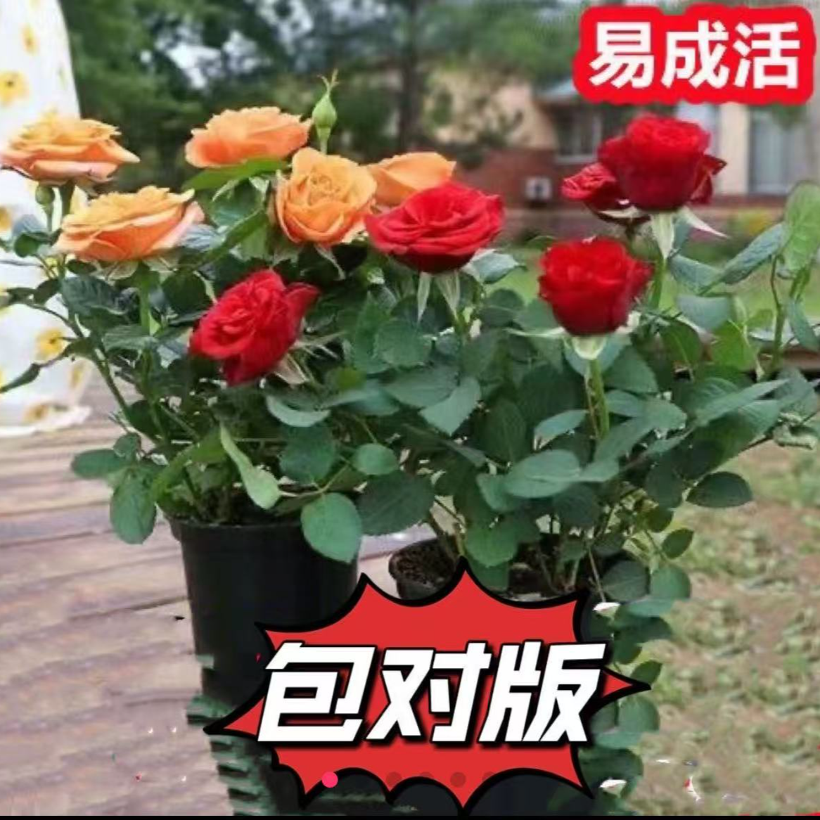 月季盆栽花苗四季开花月季庭院阳台耐寒易养活