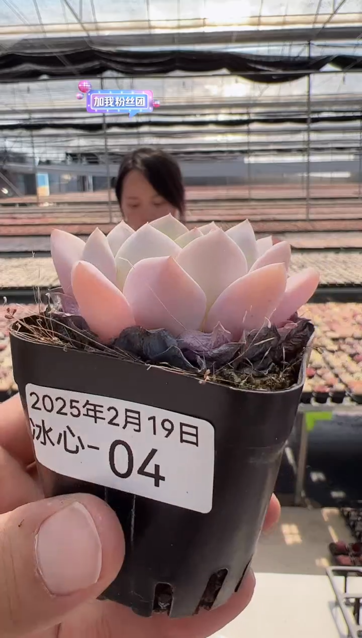 【闪购商品】冰心多肉-4