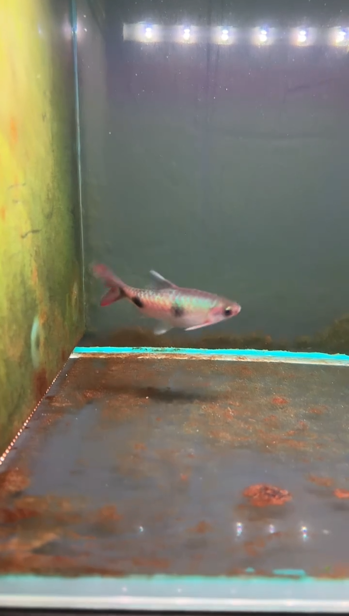 金鱼人工克里道金斯鲃