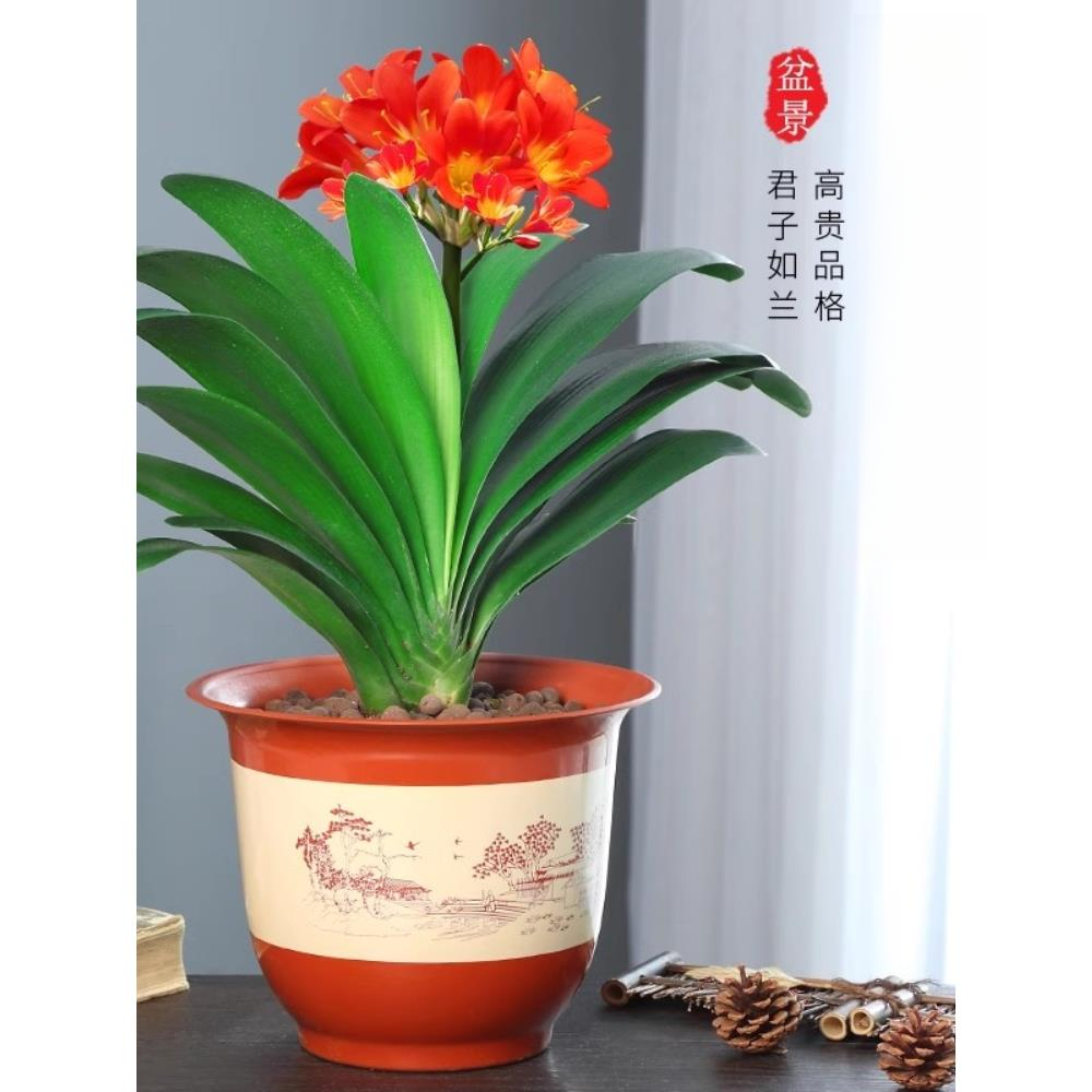 君子兰花苗盆栽老苗四季开花绿植物室内花卉立板圆头和尚微短叶