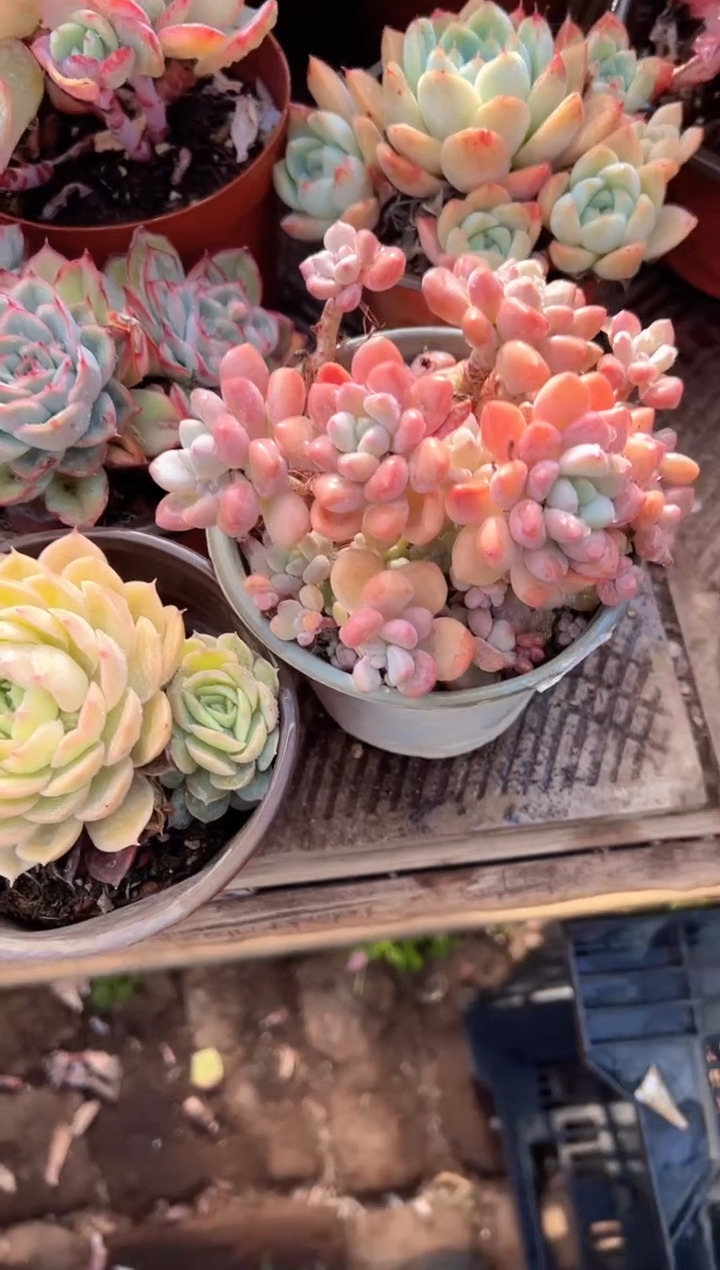 哆***兒多肉植物一物一拍30316