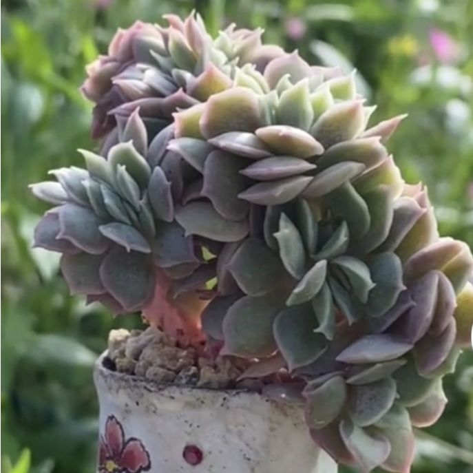 小鱼儿精品多肉一物一拍05