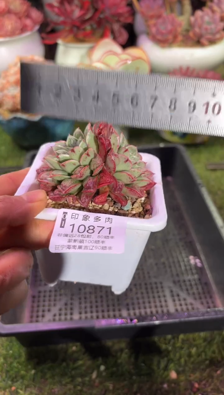 【闪购商品】10871