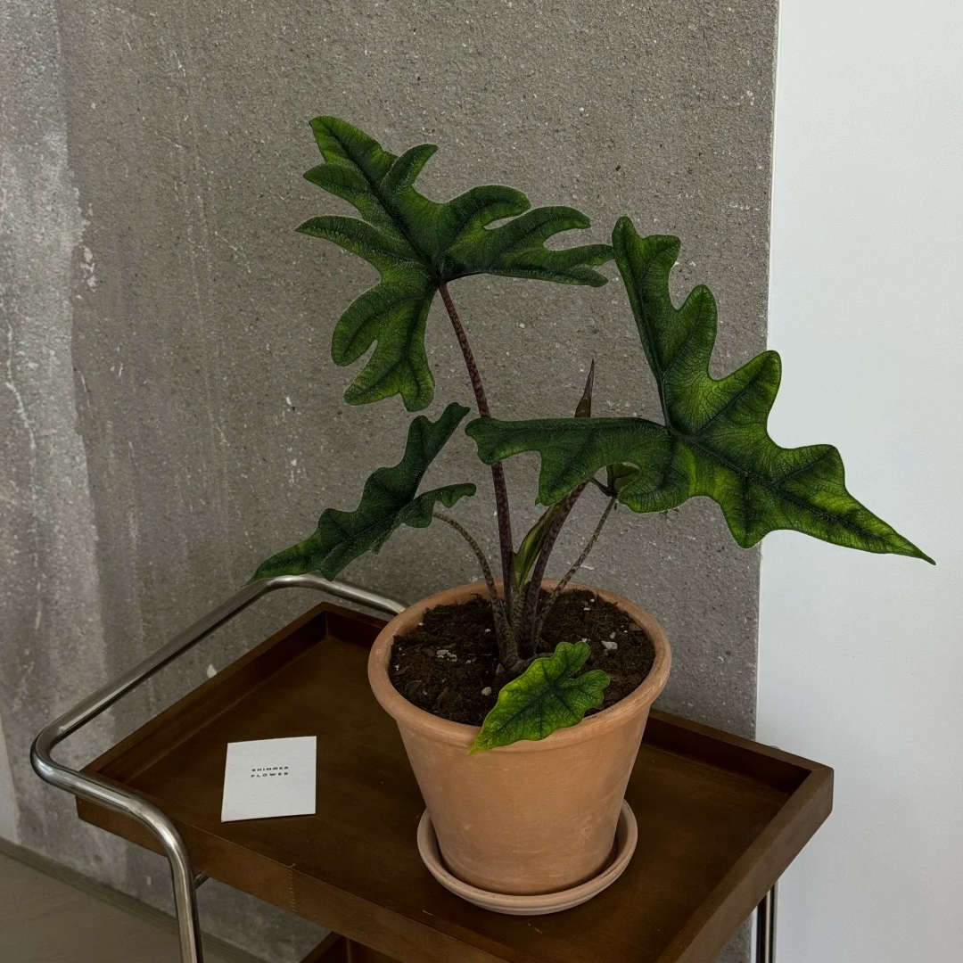 杰克琳海芋室内观叶热带绿植盆栽好养适合办公桌窗台