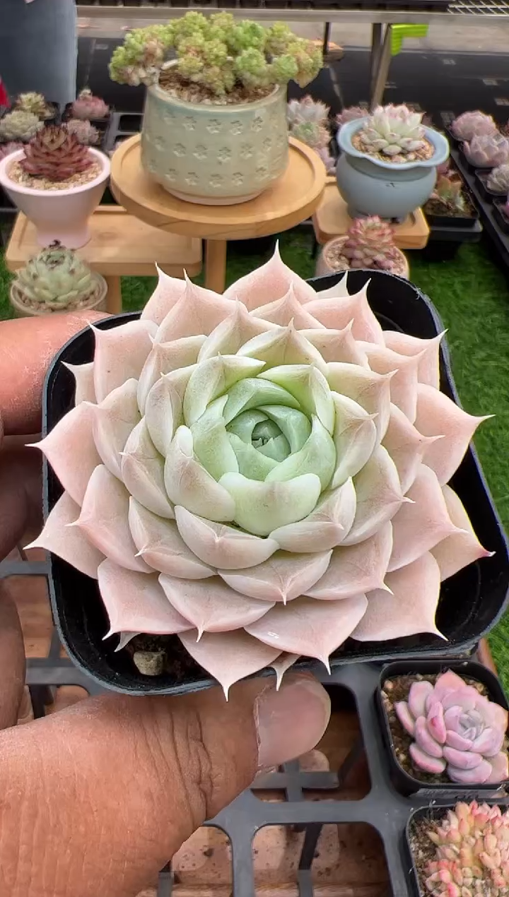 东云多肉园二店-103