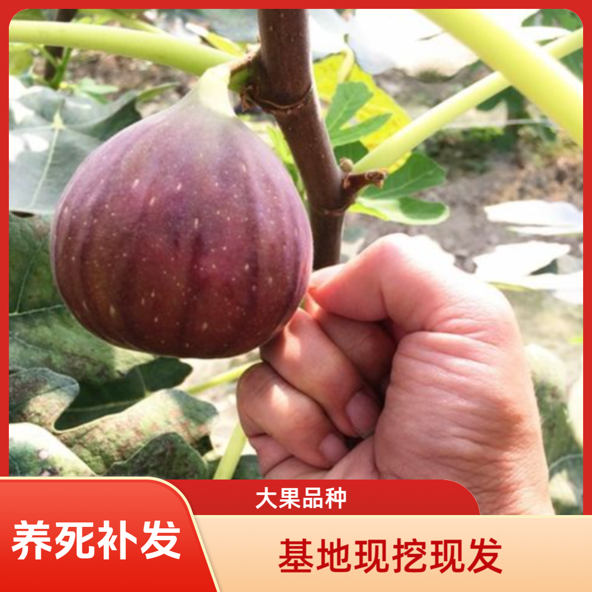 无花果树苗特大果苗现挖现发盆栽地栽花园庭院南北方种植耐寒耐热