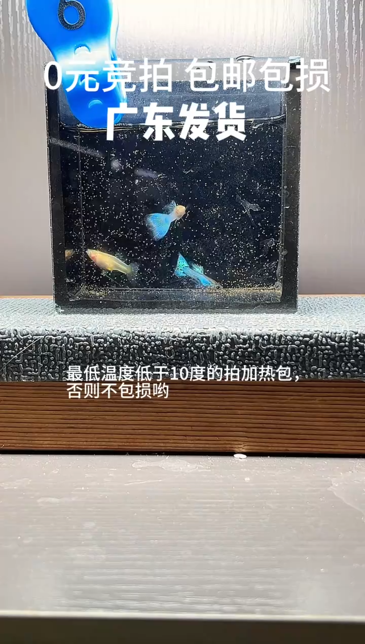 孔雀鱼新加蓝草尾两公一母编号6