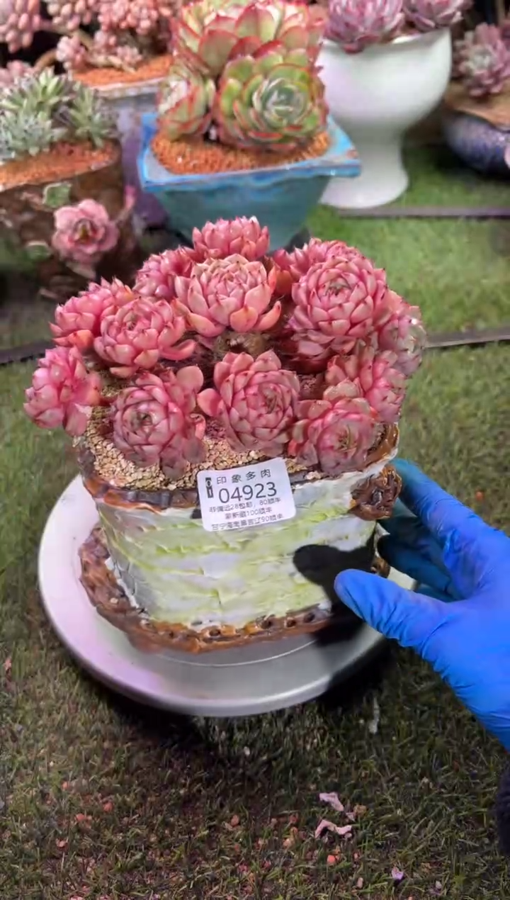 【闪购商品】04923