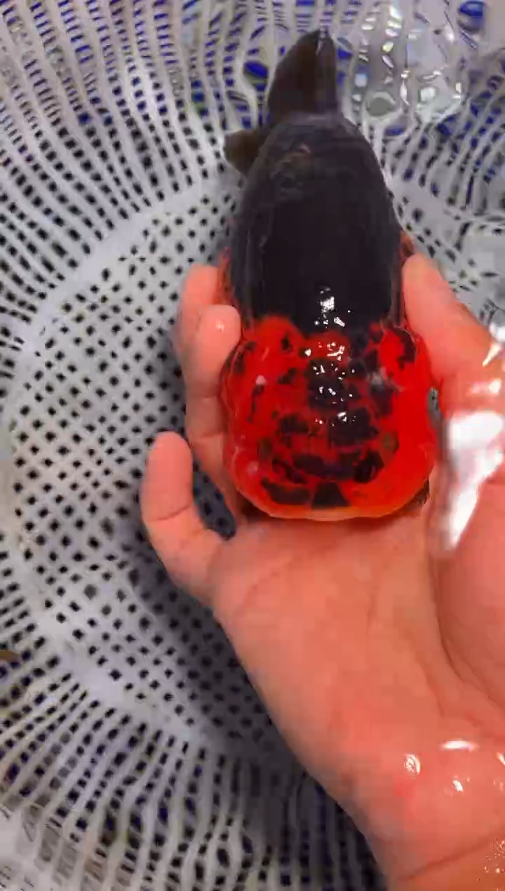 金鱼（运费到付，马印灯下展示）福州追鱼兰寿金鱼