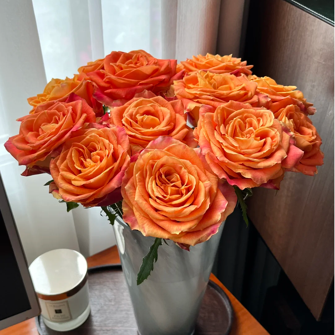 【全疆京东包邮】欢乐颂玫瑰16枝（多给4枝售后）