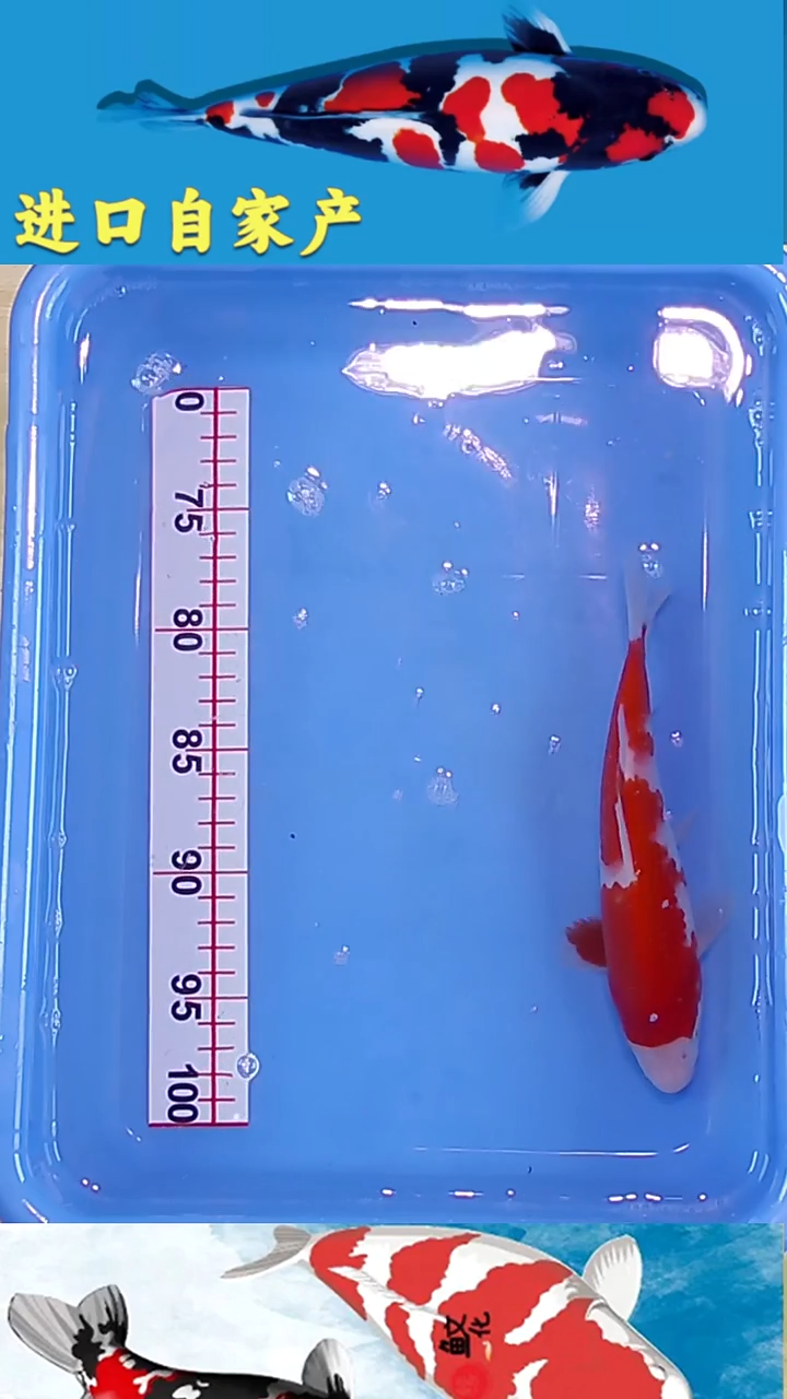 锦鲤心悦锦鲤2025/12/26---36