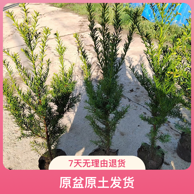 东北红豆杉营养钵小苗原盆原土发货室内室外庭院景观耐寒开花结果