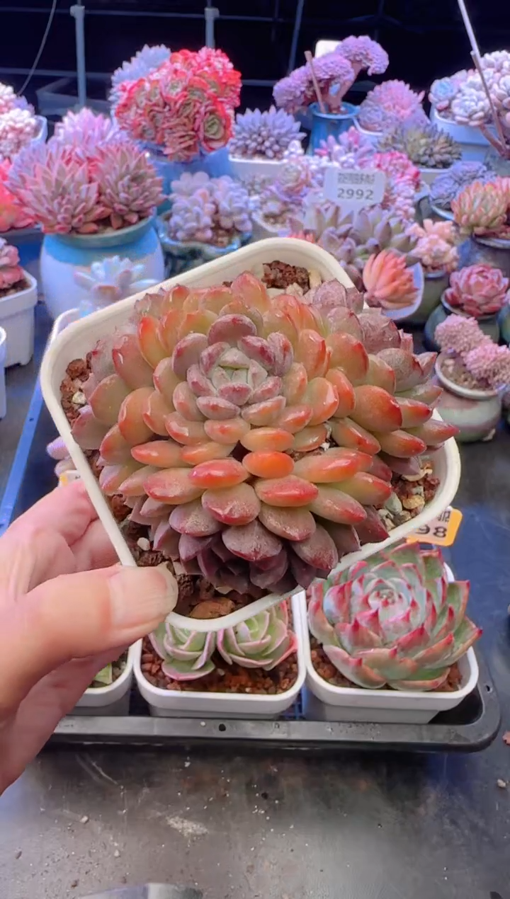 【闪购商品】3100.