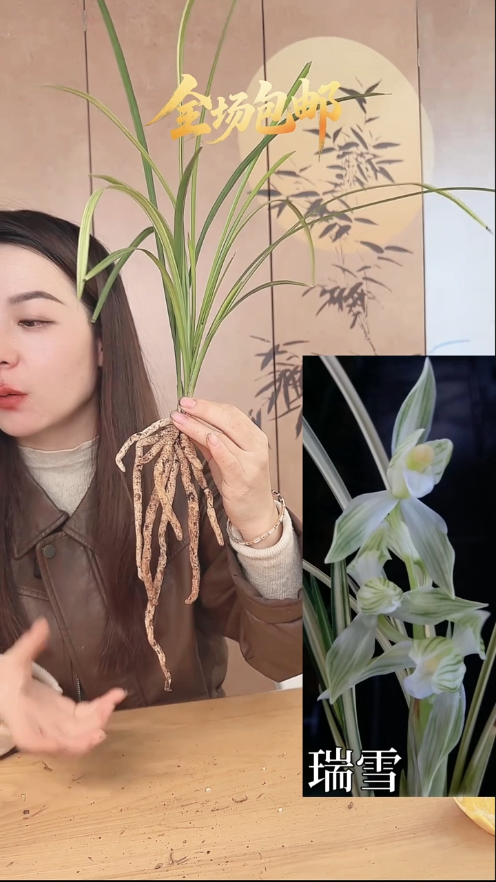 当前无花栽培后可以开花：瑞雪