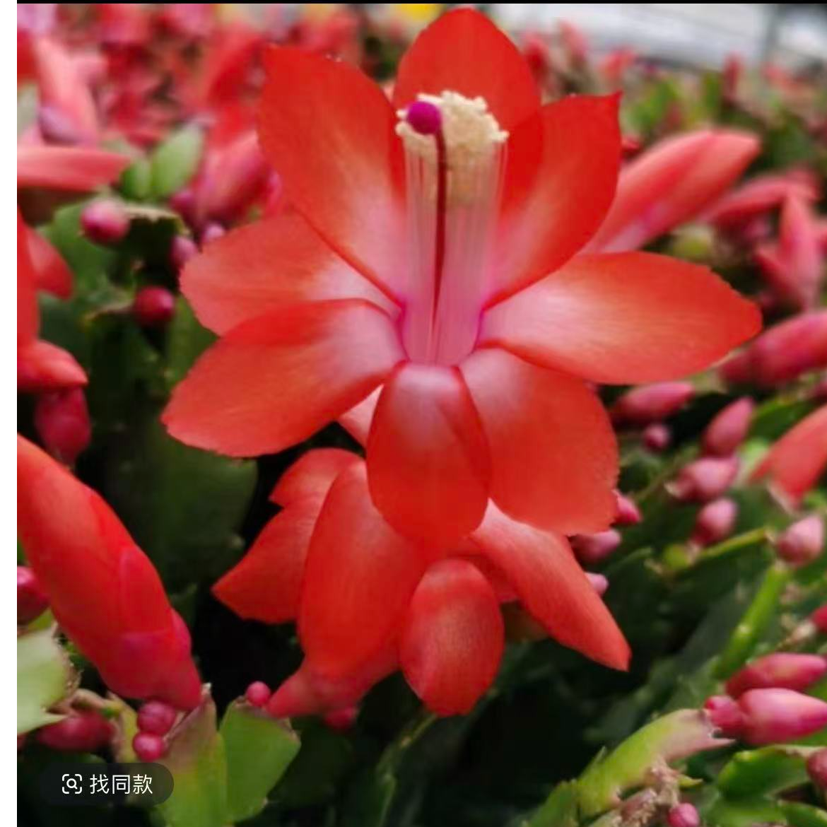 进口加勒比大红色老桩蟹爪兰【无花苞】